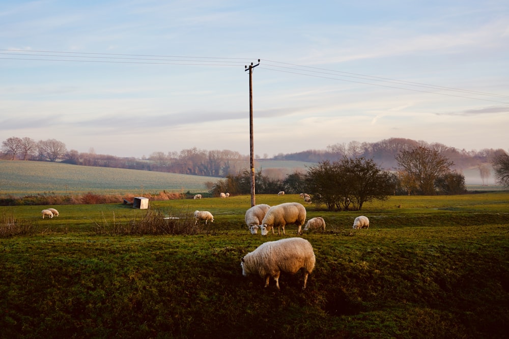 herd of sheep on grass field during daytime