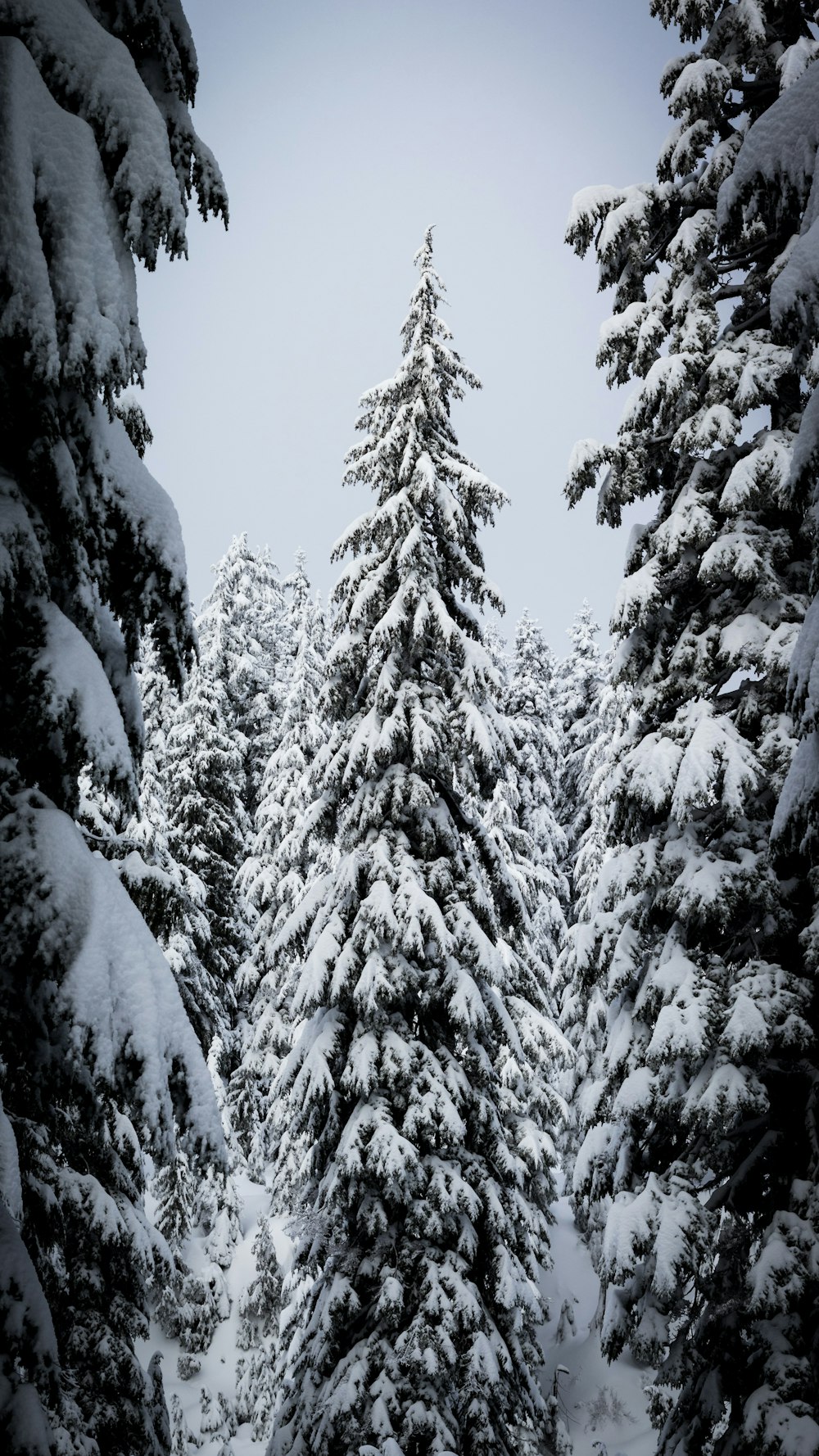 snow covered pine trees during daytime