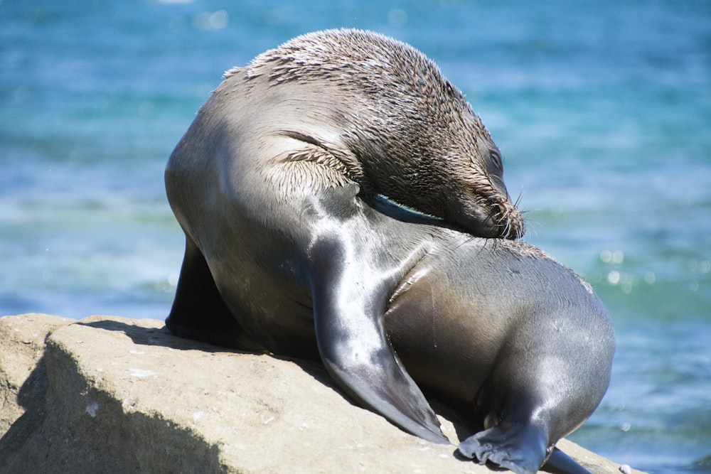 selective focus photography of sea lion