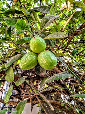 Three ripe green guavas hang clustered together on a leafy branch amidst dense foliage. The leaves are bright green and create a lush backdrop. Sunlight filters through the branches, casting shadows and creating a vibrant scene.
