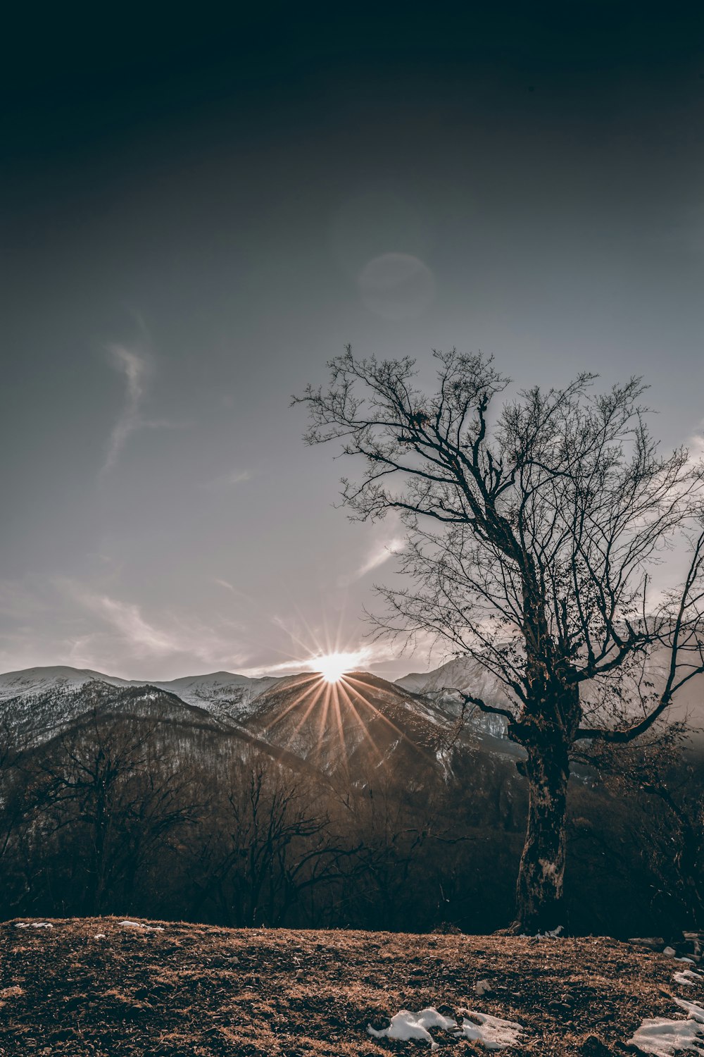 bare tree near mountain view