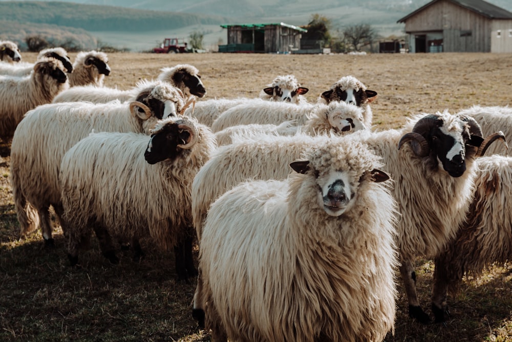 herd of sheep in field