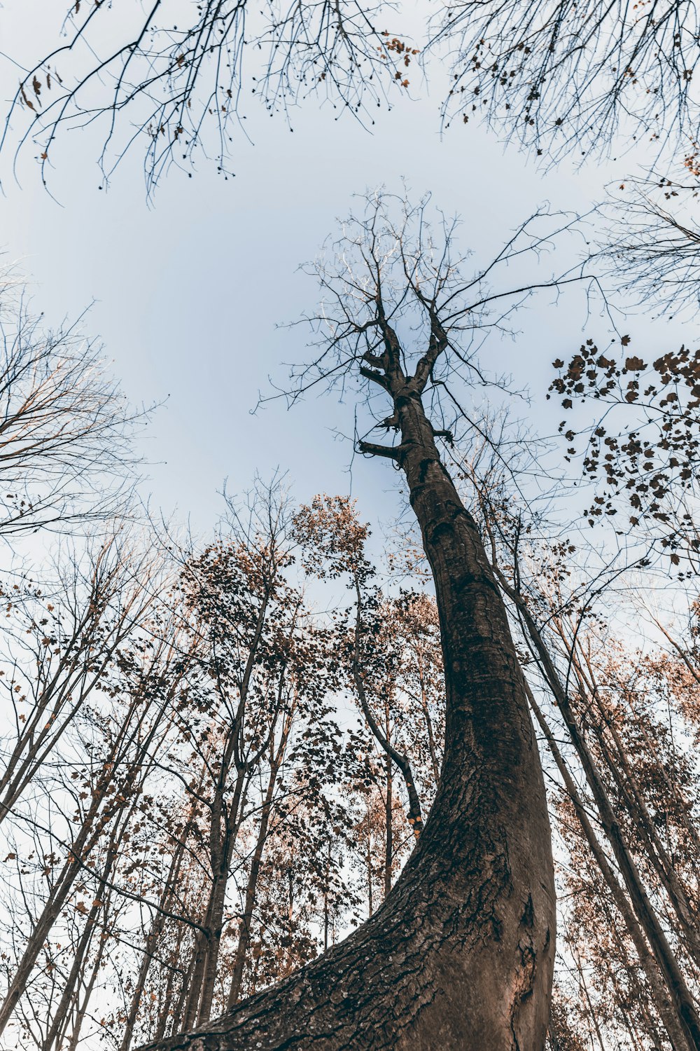 low angle photography of bare trees