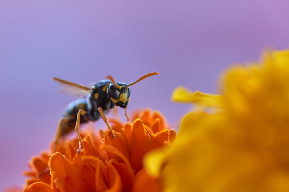 paper wasp on orange flower