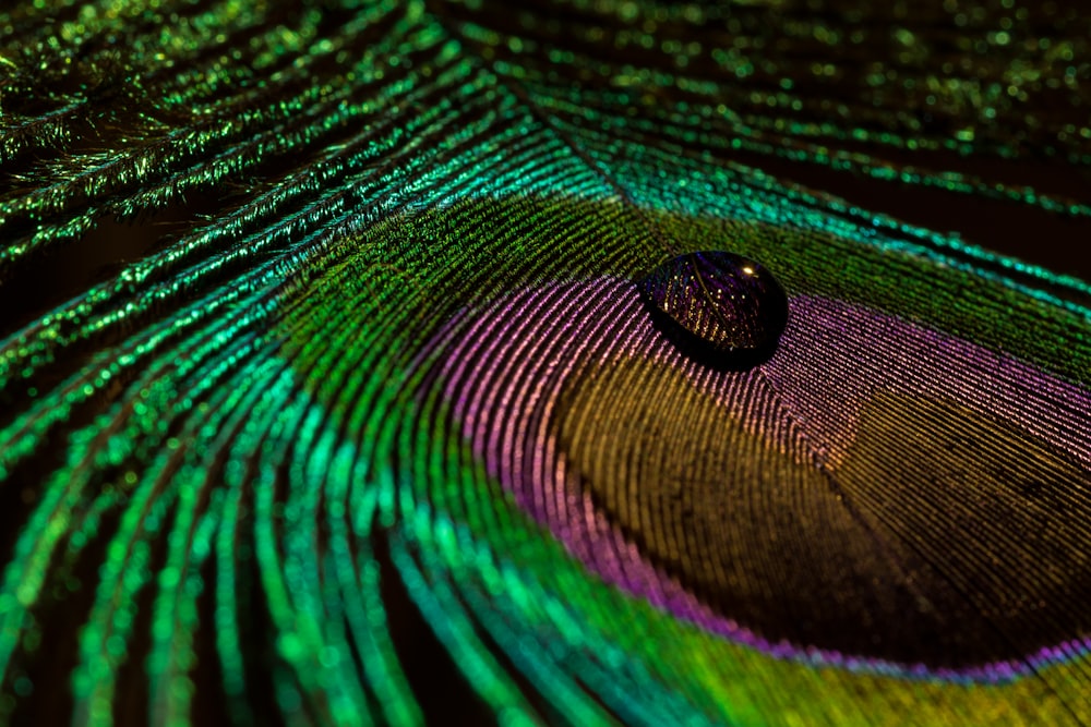 Photographie en gros plan de plume de paon vert et violet