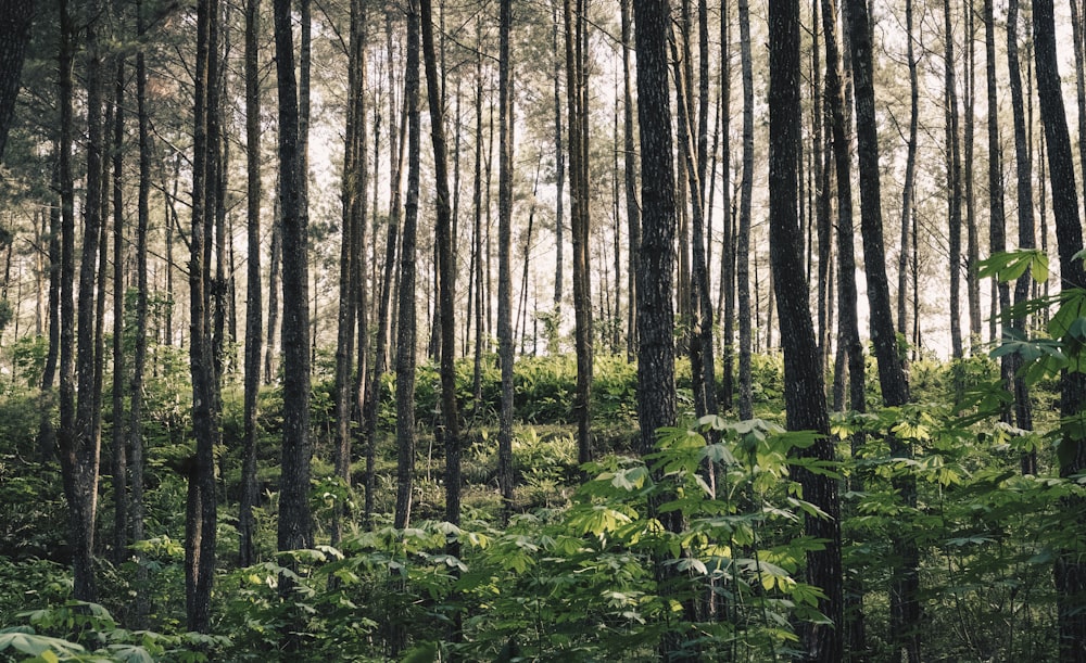 fotografia di paesaggio di piante verdi sotto alberi ad alto fusto nella foresta