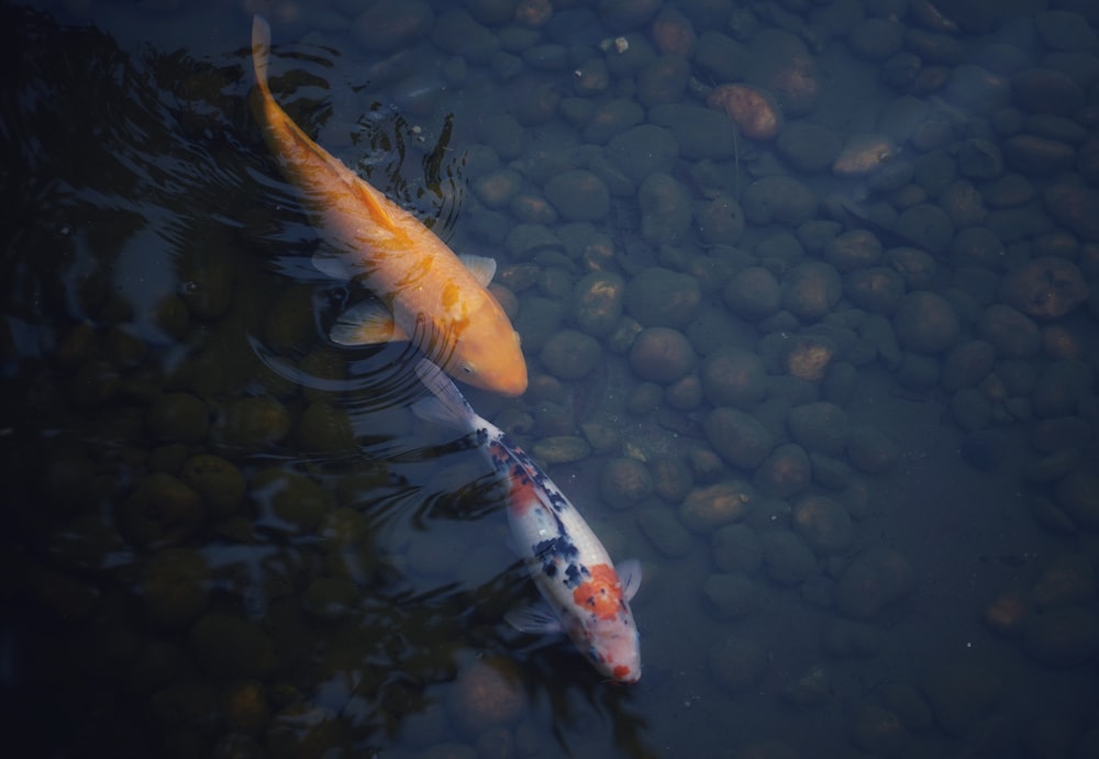 two koi fish in pond