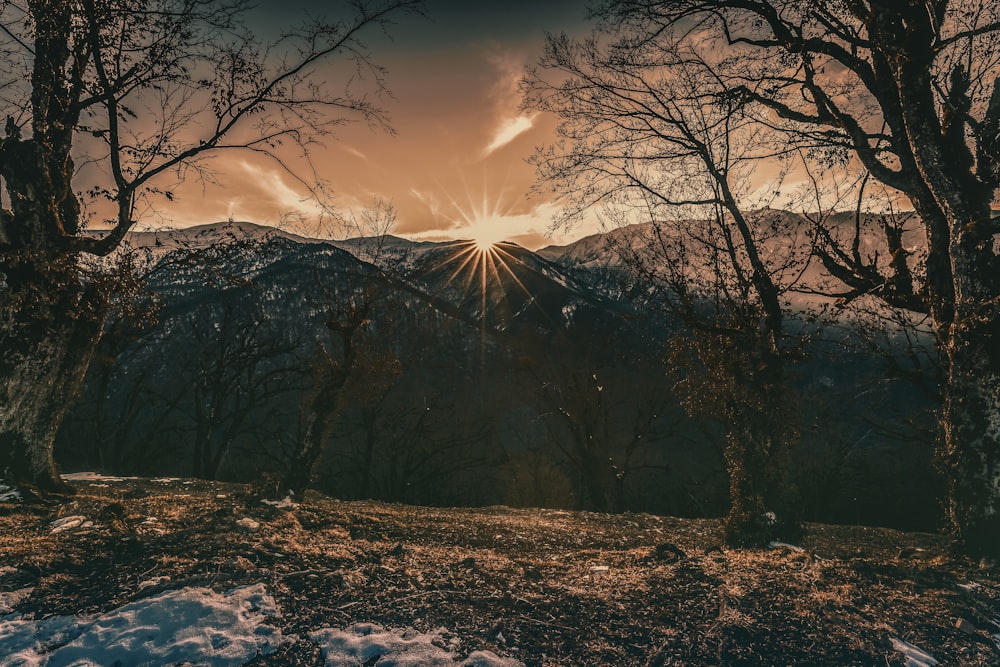 mountain viewing trees at surise