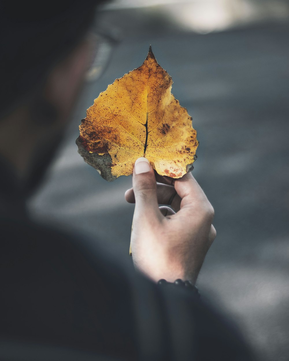 person holding brown leaf