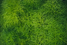 green grass