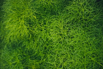 green grass