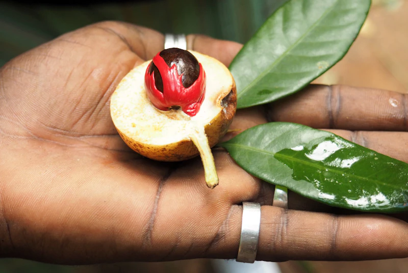 Freshly opened nutmeg fruit with red mace and brown seed