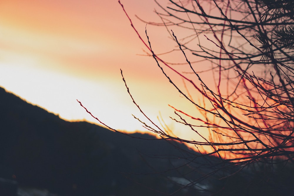 bare tree in shallow photography