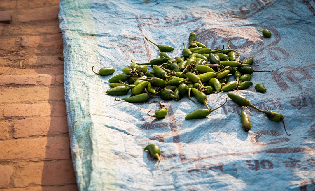 pile of green chili on sack