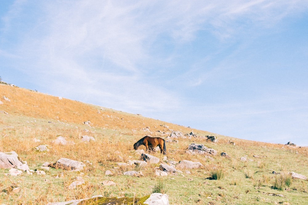 caballo marrón parado en un campo de hierba rodeado de rocas durante el día