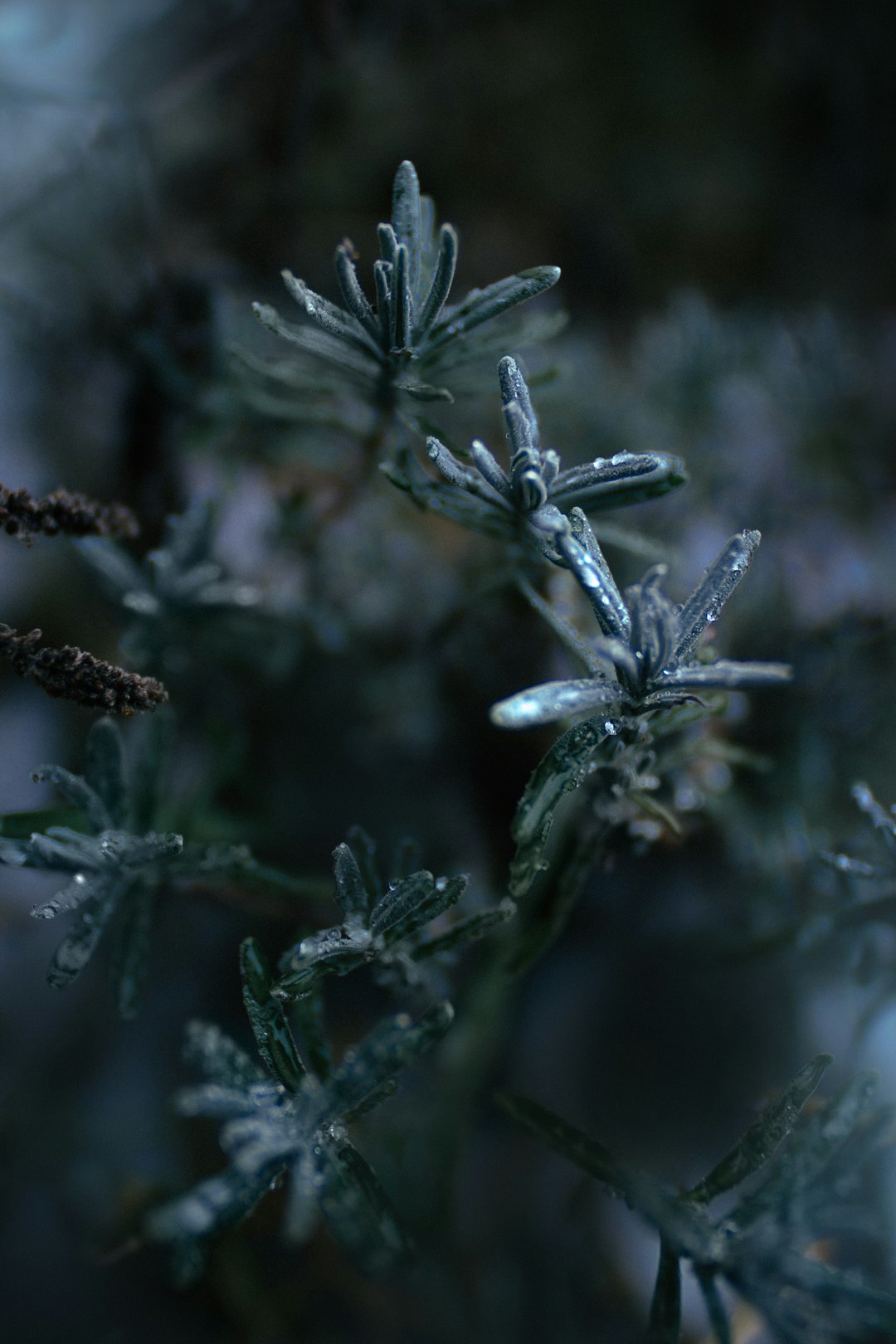 green plant with snow in macro photography