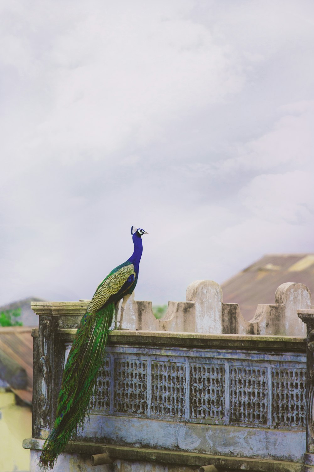 blue and green peacock on the balcony