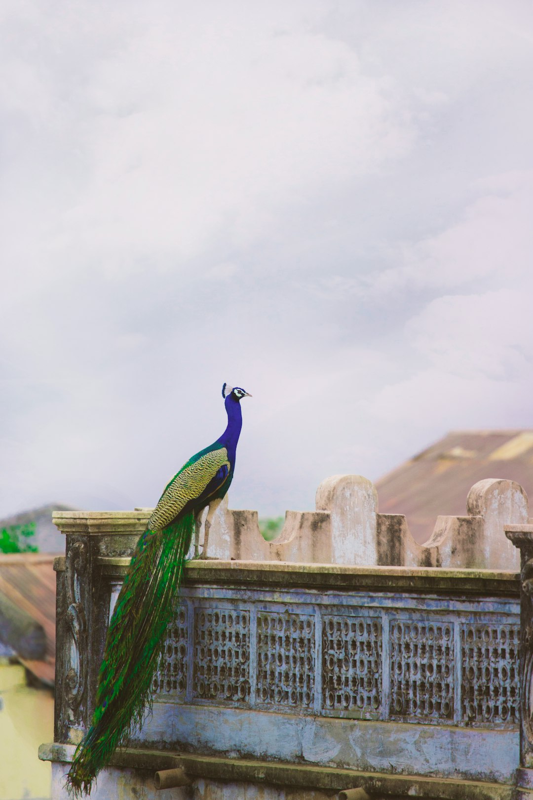 blue and green peacock on the balcony