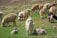 A group of sheep and goats graze peacefully on a rocky grassland. The animals, featuring thick wool and different color patterns, are scattered across the vibrant green pasture amidst rocks and sparse vegetation. A prominent goat with long white fur stands in the foreground, facing forward.