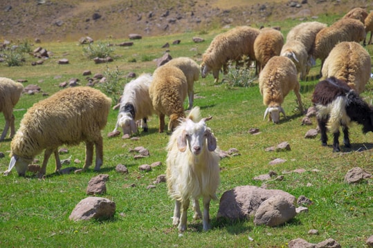A group of sheep and goats graze peacefully on a rocky grassland. The animals, featuring thick wool and different color patterns, are scattered across the vibrant green pasture amidst rocks and sparse vegetation. A prominent goat with long white fur stands in the foreground, facing forward.