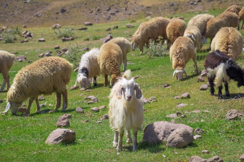 A group of sheep and goats graze peacefully on a rocky grassland. The animals, featuring thick wool and different color patterns, are scattered across the vibrant green pasture amidst rocks and sparse vegetation. A prominent goat with long white fur stands in the foreground, facing forward.