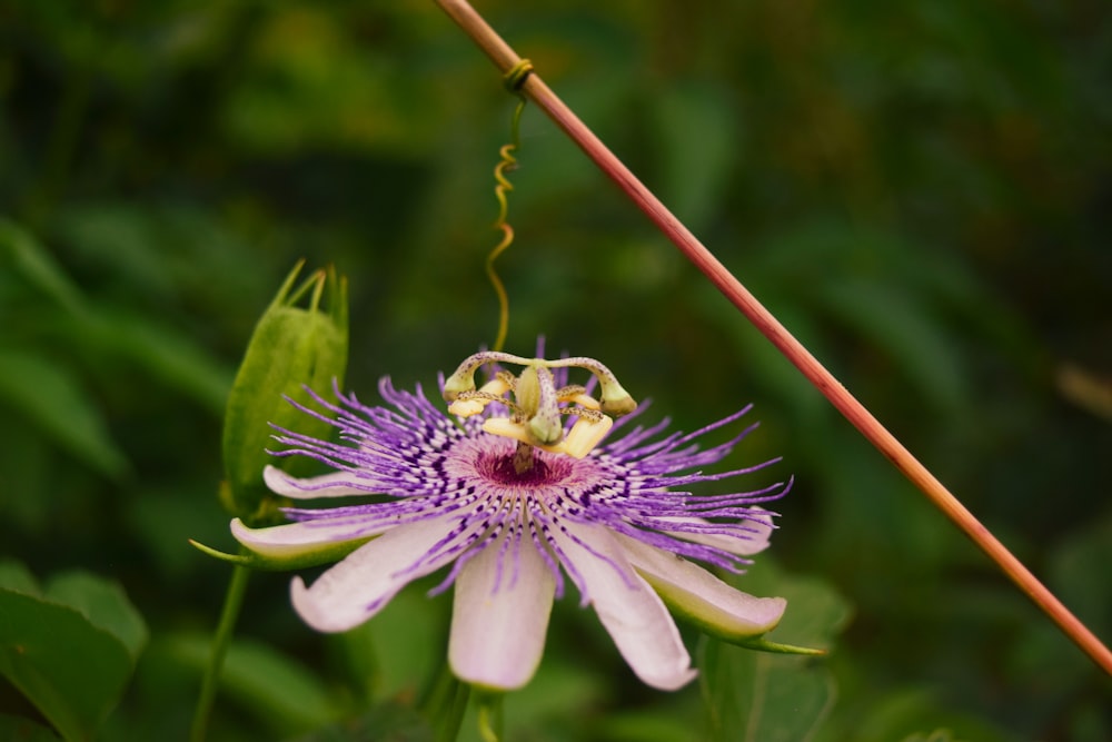 closeup photo of purple-petaled flower