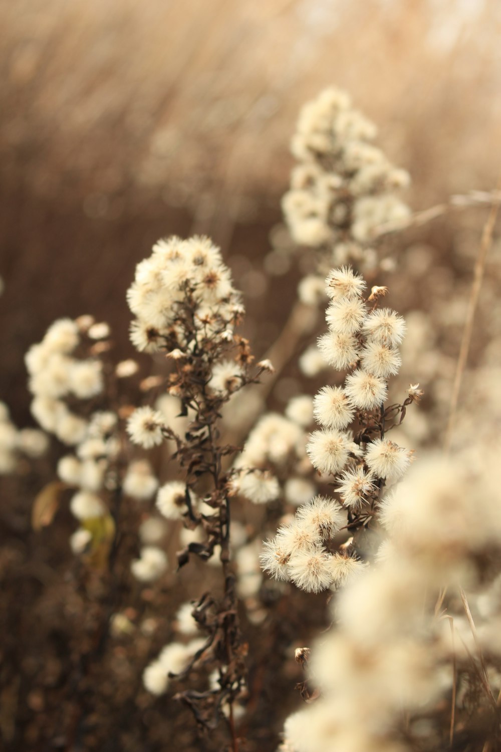 close-up photography of white flowers