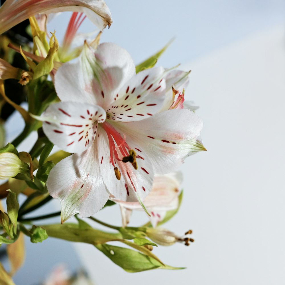 white-petaled flower with green leaves