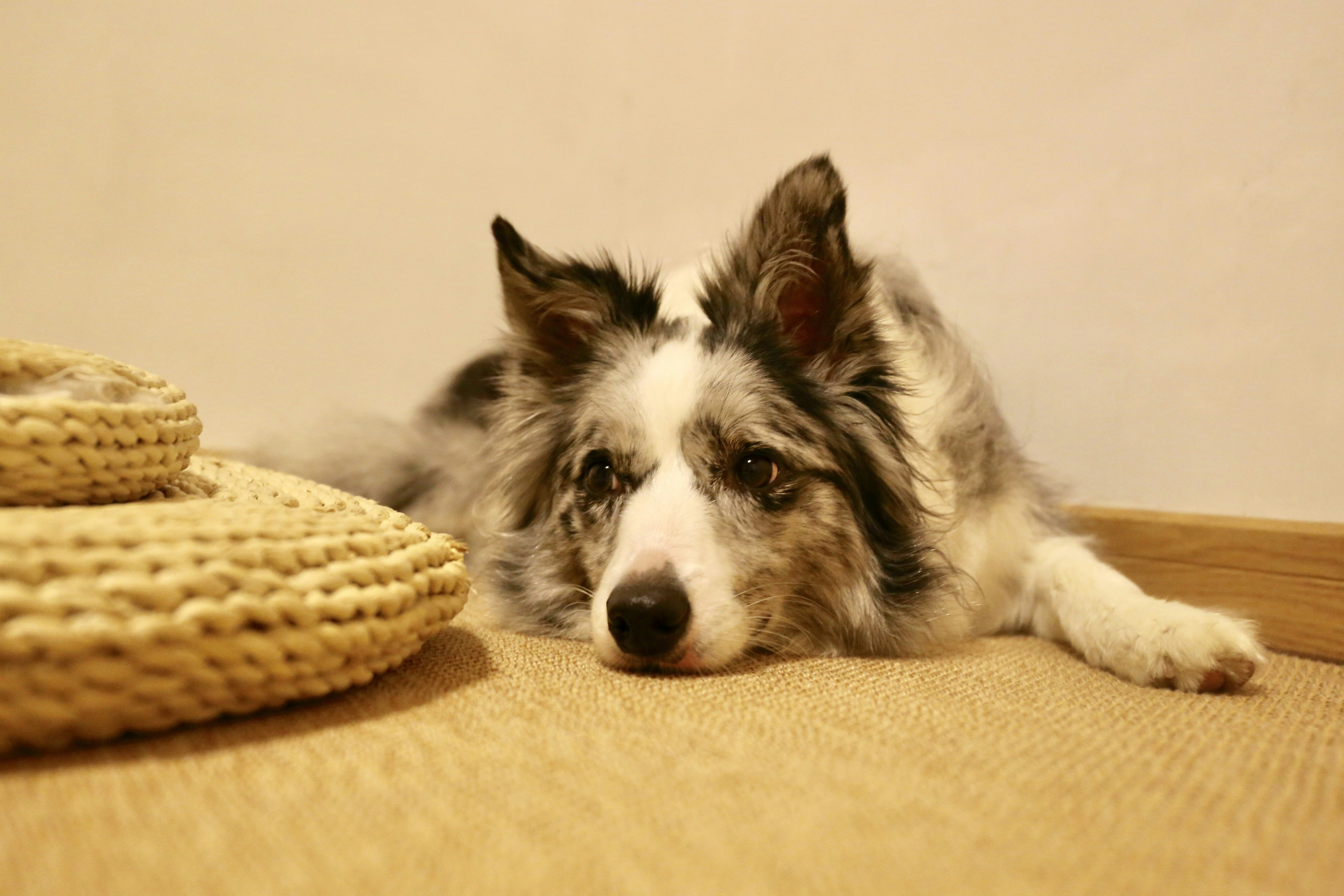 Dog playing with safe, appropriate toys under supervision