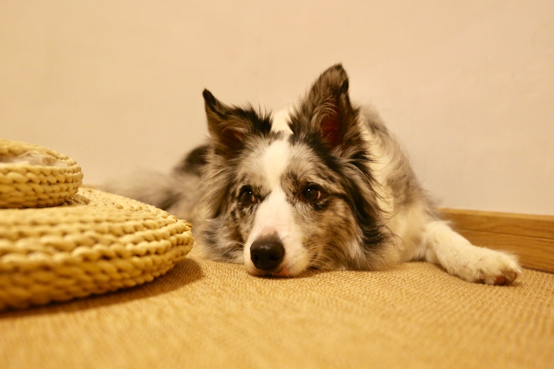 long-coated brown and white dog lying on brown textile