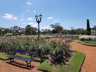A vibrant rose garden layout with winding paths and blooming flowers under a clear sky.
