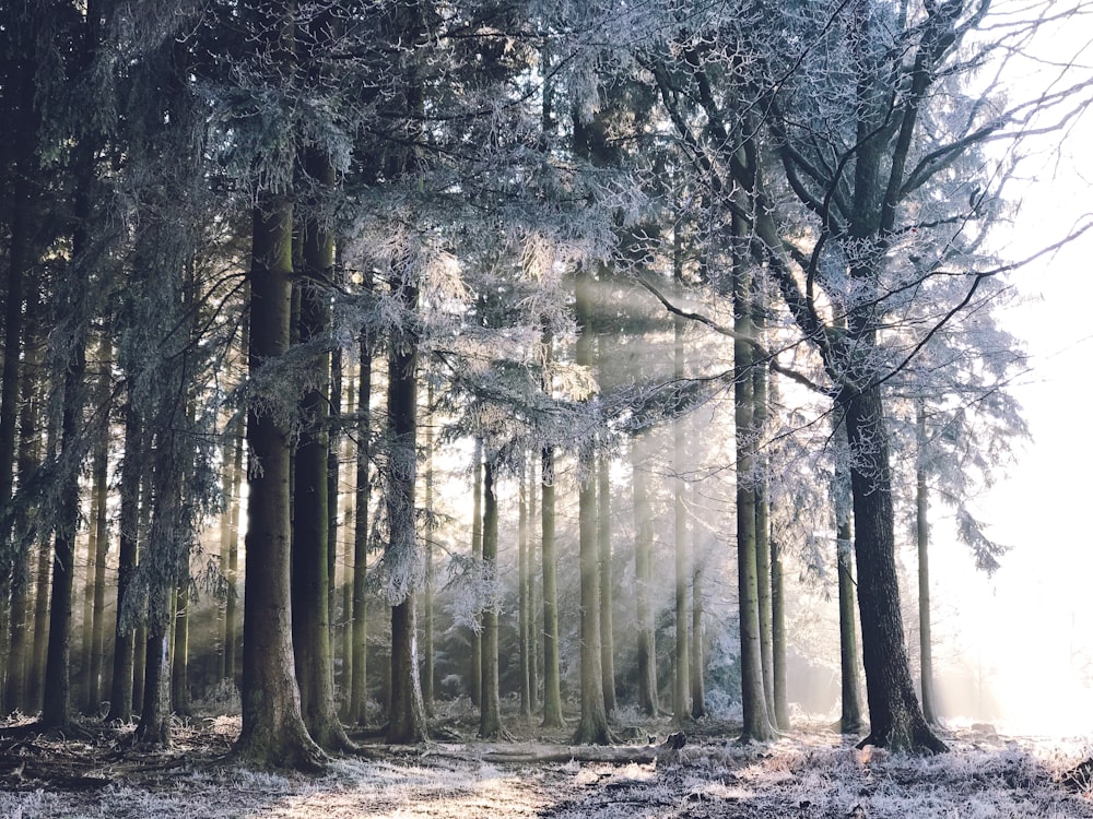 green forest with sunray at daytime