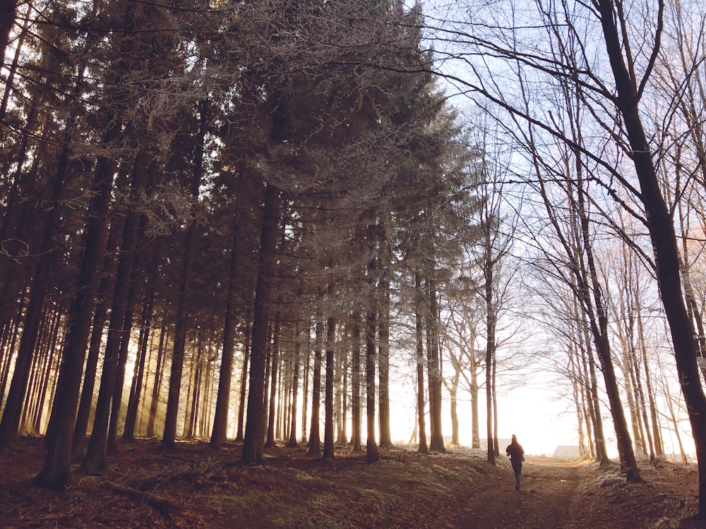 person walking on forest