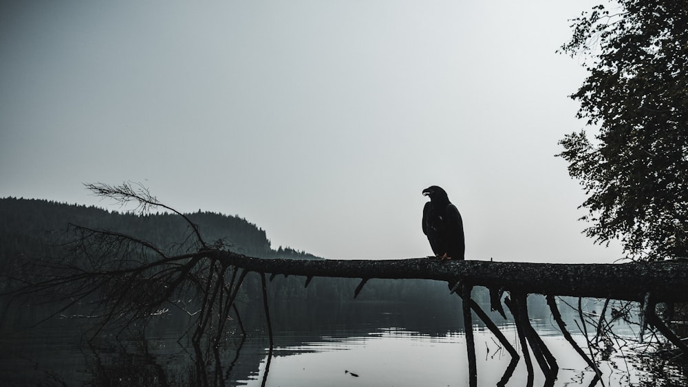 bird perching on tree trunk on top of body of water during daytime