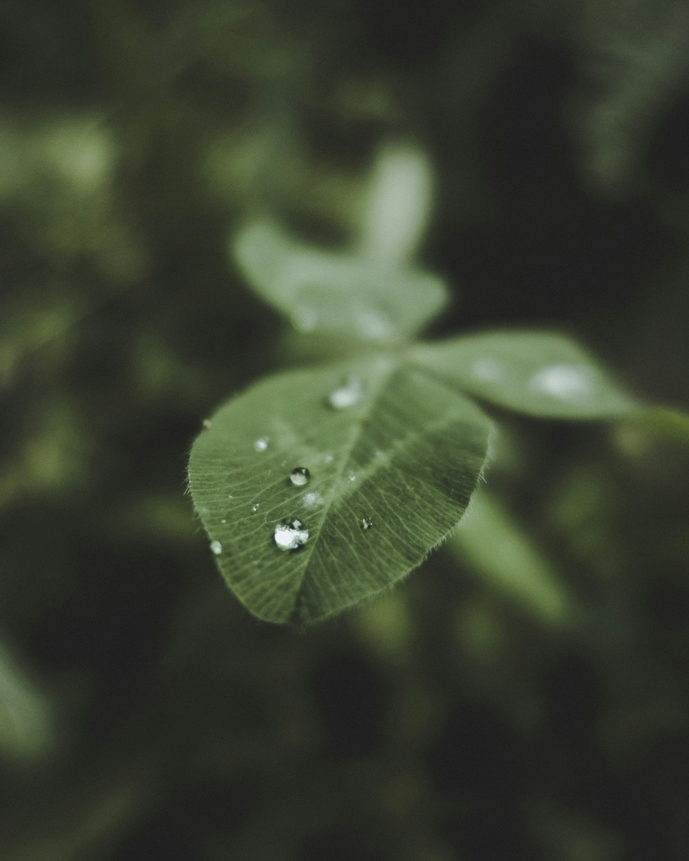 water drops on green-leafed plant