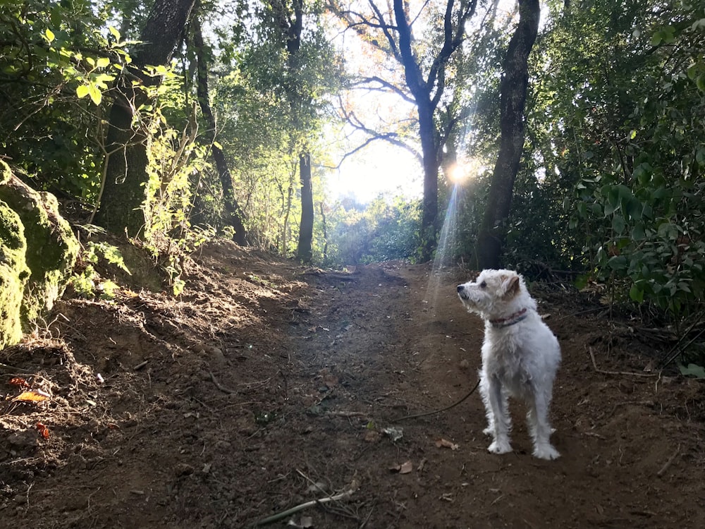 white dog standing on road between trees