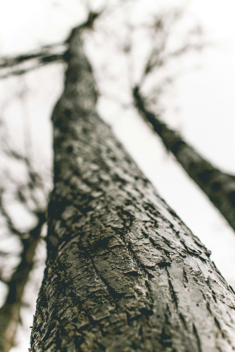 a tall tree with no leaves on it