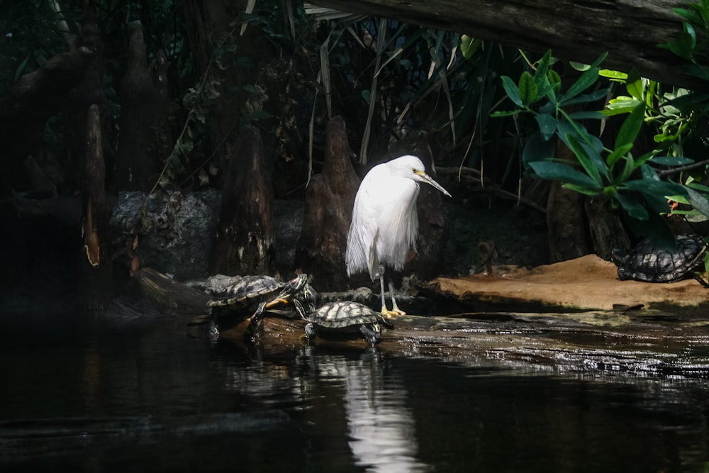white bird and two turtles