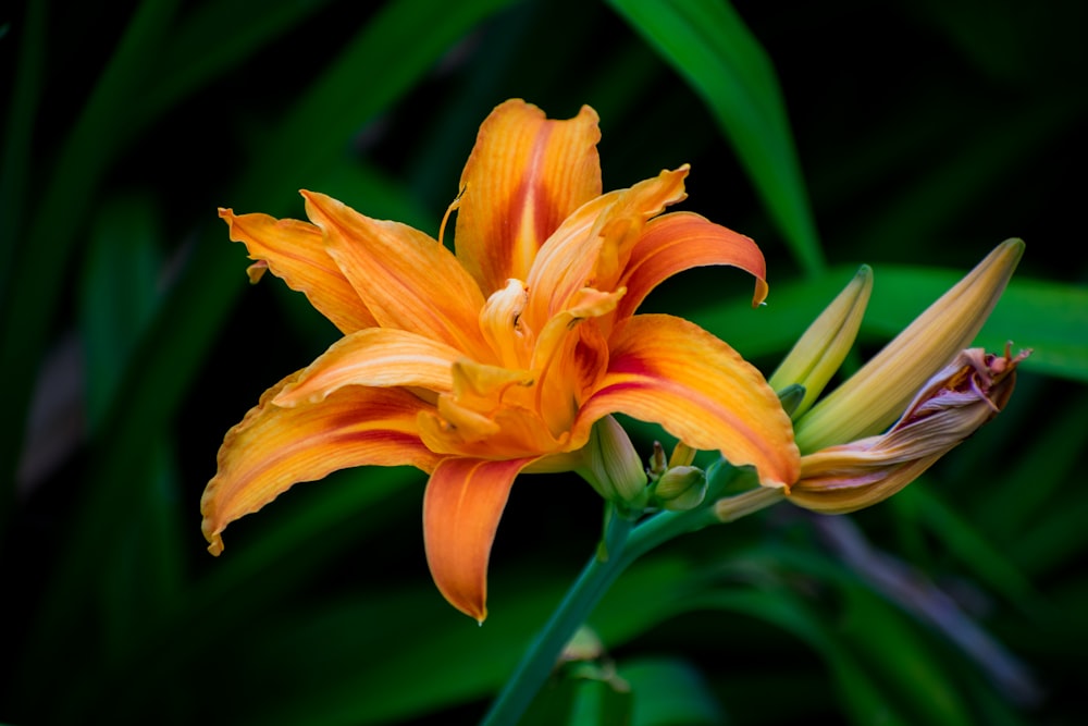 yellow-petaled flower