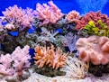live corals