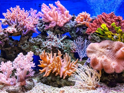 live corals