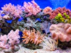 Coral reef