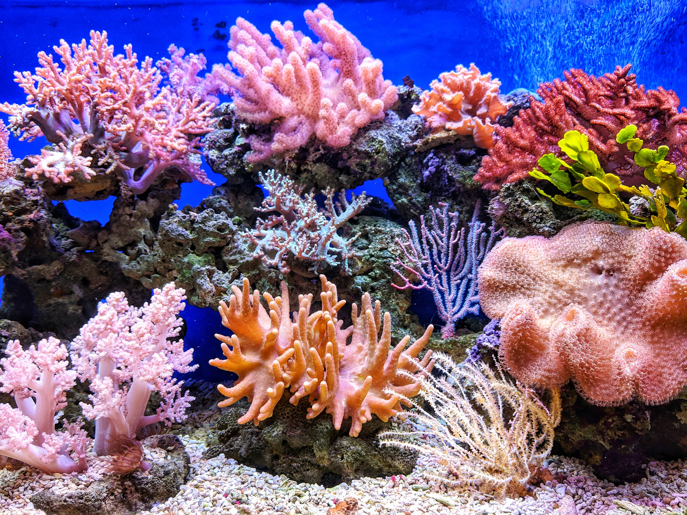 Marine life in clear blue water near the Galapagos Islands