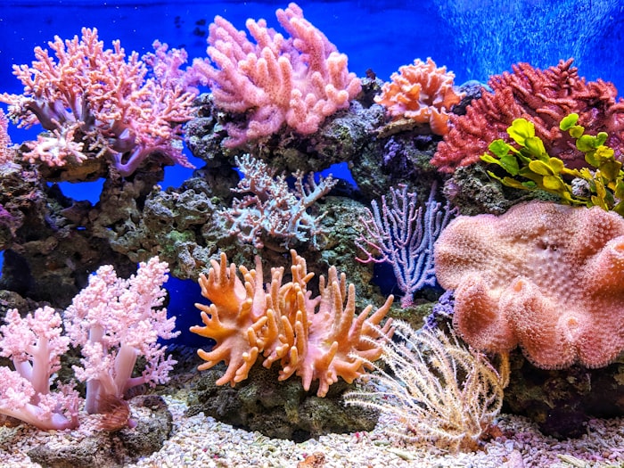 Statement aquarium in a corporate office lobby