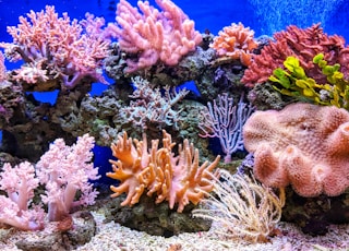 live corals