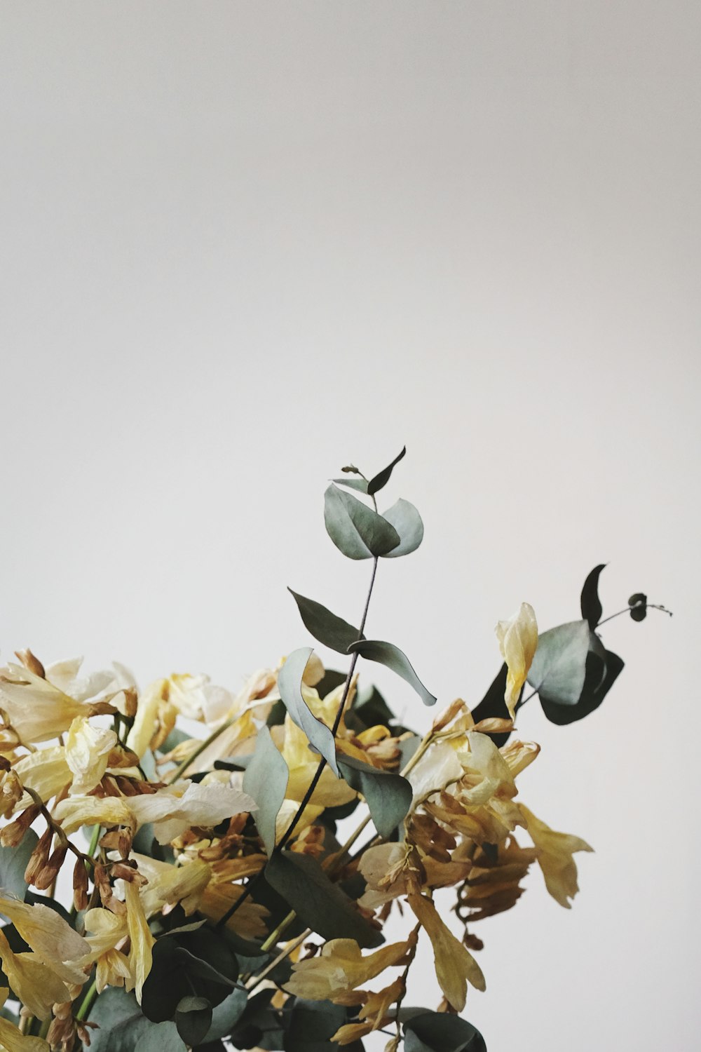 茶色と灰色の植物