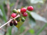 Close-up of ripe coffee cherries hanging on a branch surrounded by green leaves.