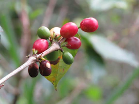 A close-up of rich, ripe coffee cherries hanging on a tree branch against a clear blue sky.