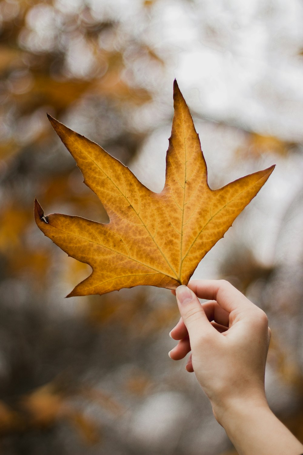 brown ample leaf