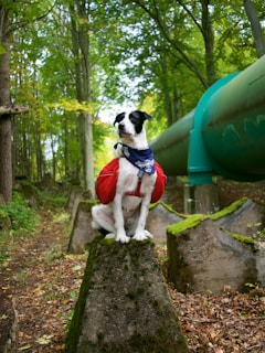 A dog wearing a red backpack and a blue bandana is sitting atop a moss-covered stone in a forest setting. The surrounding area is lush with green trees and a large blue-green pipe runs parallel in the background. Fallen leaves and earthy terrain cover the ground, adding to the natural ambiance.